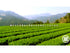 Thé vert genmaicha premium
